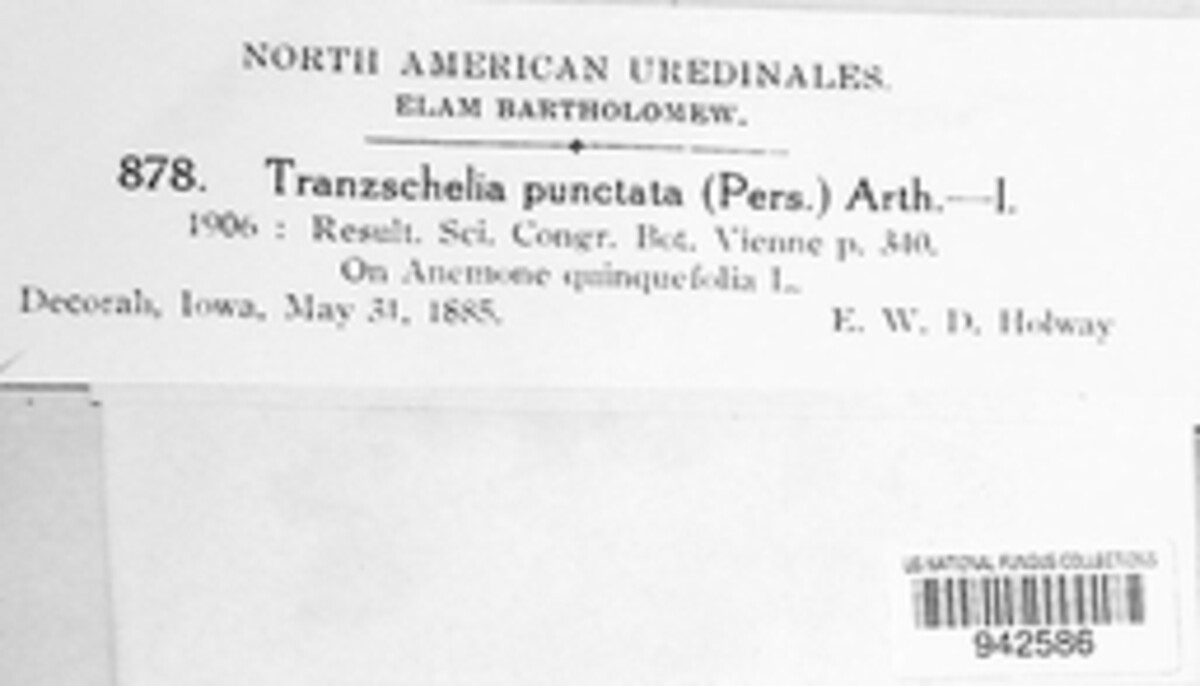 Tranzschelia discolor image
